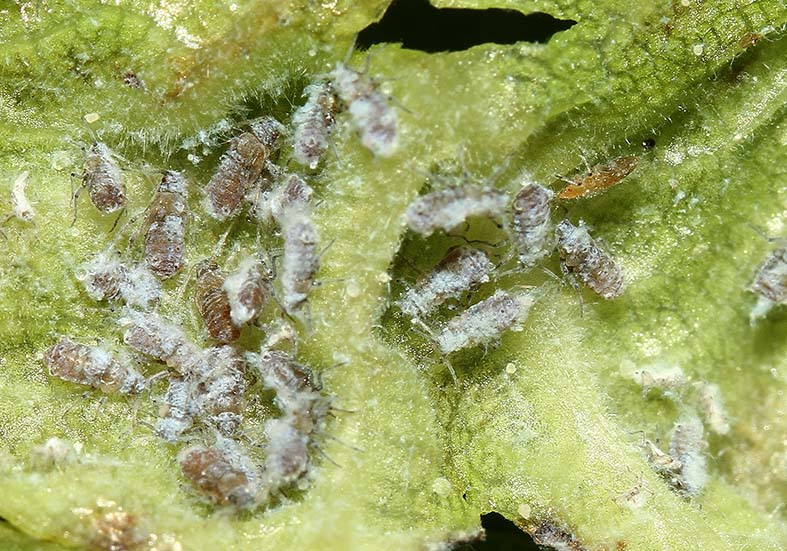 Schizoneura lanuginosa - Fam. Aphididae - Röhrenblattläuse - Sternorrhyncha - Pflanzenläuse Schizoneura lanuginosa - Fam. Aphididae - Röhrenblattläuse - Sternorrhyncha - Pflanzenläuse