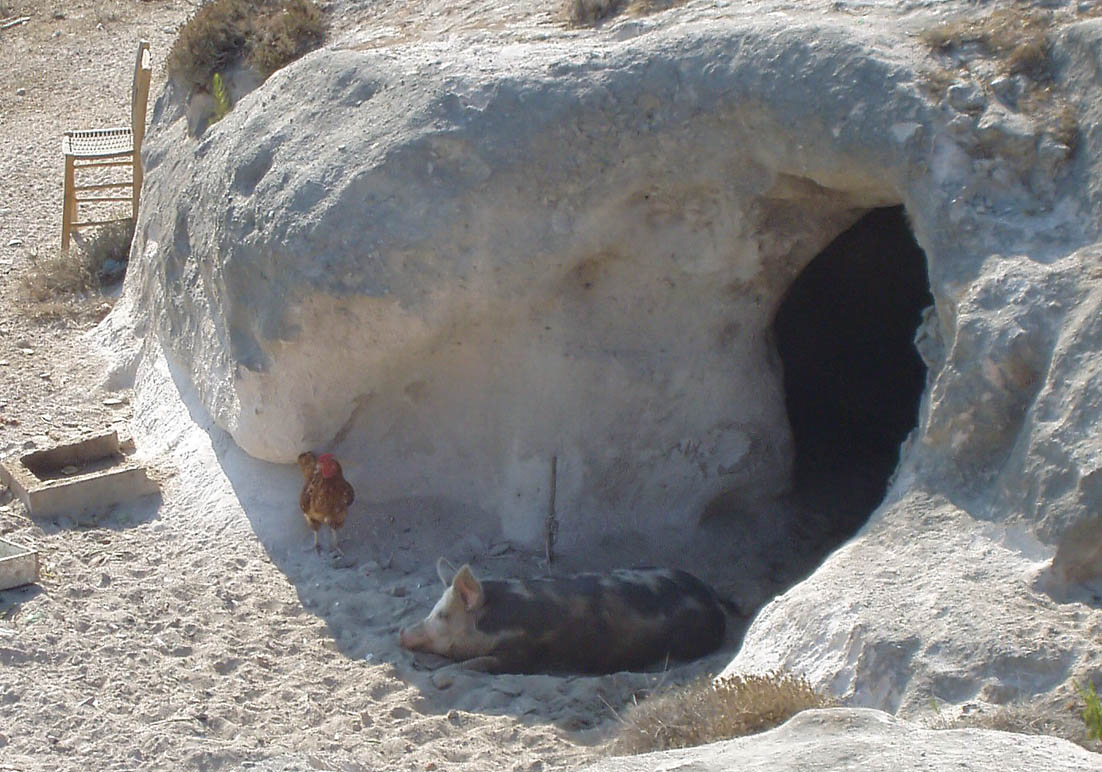 Schwein auf Urlaub im *****Hotel - Kefalos (Kos) - Haustiere - domestic animals Schwein auf Urlaub im *****Hotel - Kefalos (Kos) - Haustiere - domestic animals