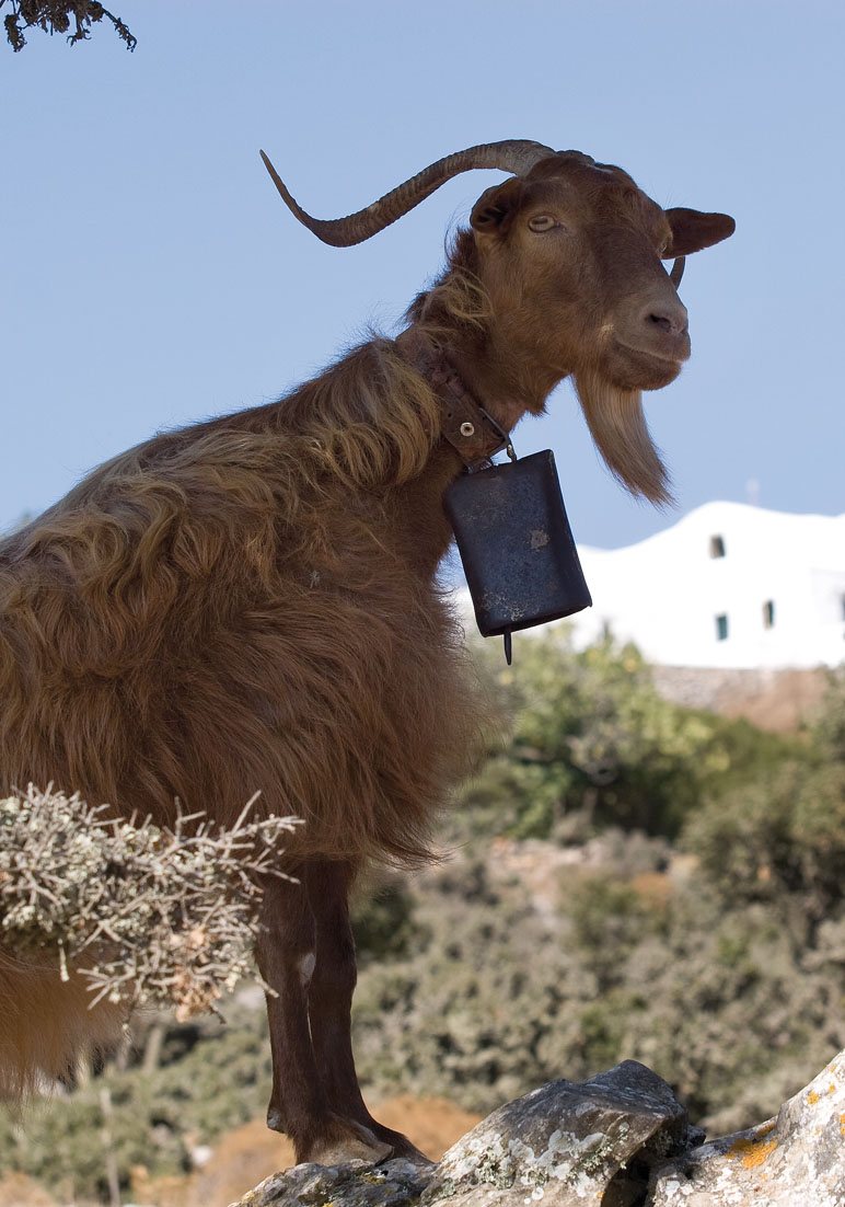 Ziege - Amorgos - Haustiere - domestic animals Ziege - Amorgos - Haustiere - domestic animals