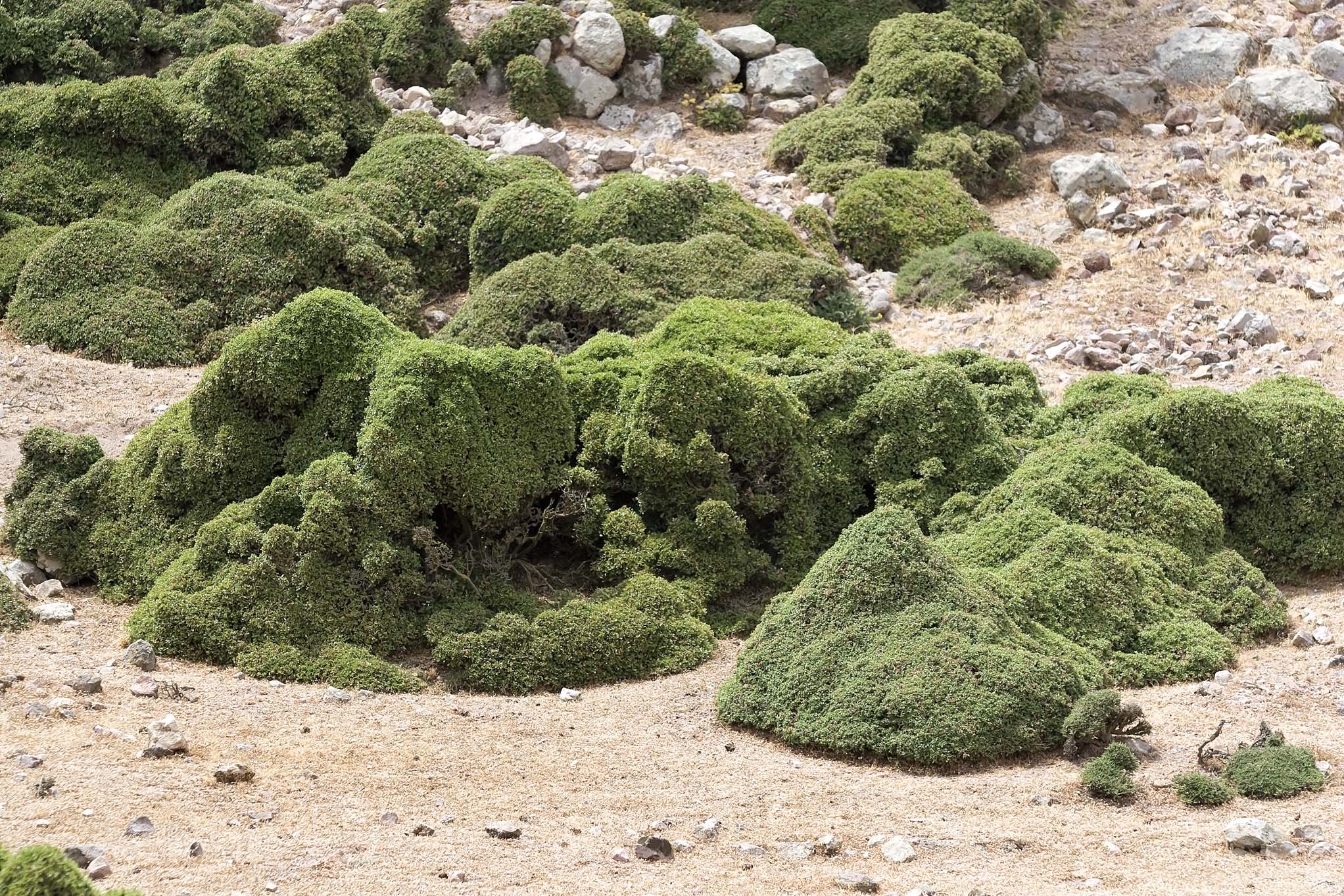 Nisyros: Ziegen als Landschaftsgärtner - Kermeseiche als Bonsai - Haustiere - domestic animals Nisyros: Ziegen als Landschaftsgärtner - Kermeseiche als Bonsai - Haustiere - domestic animals