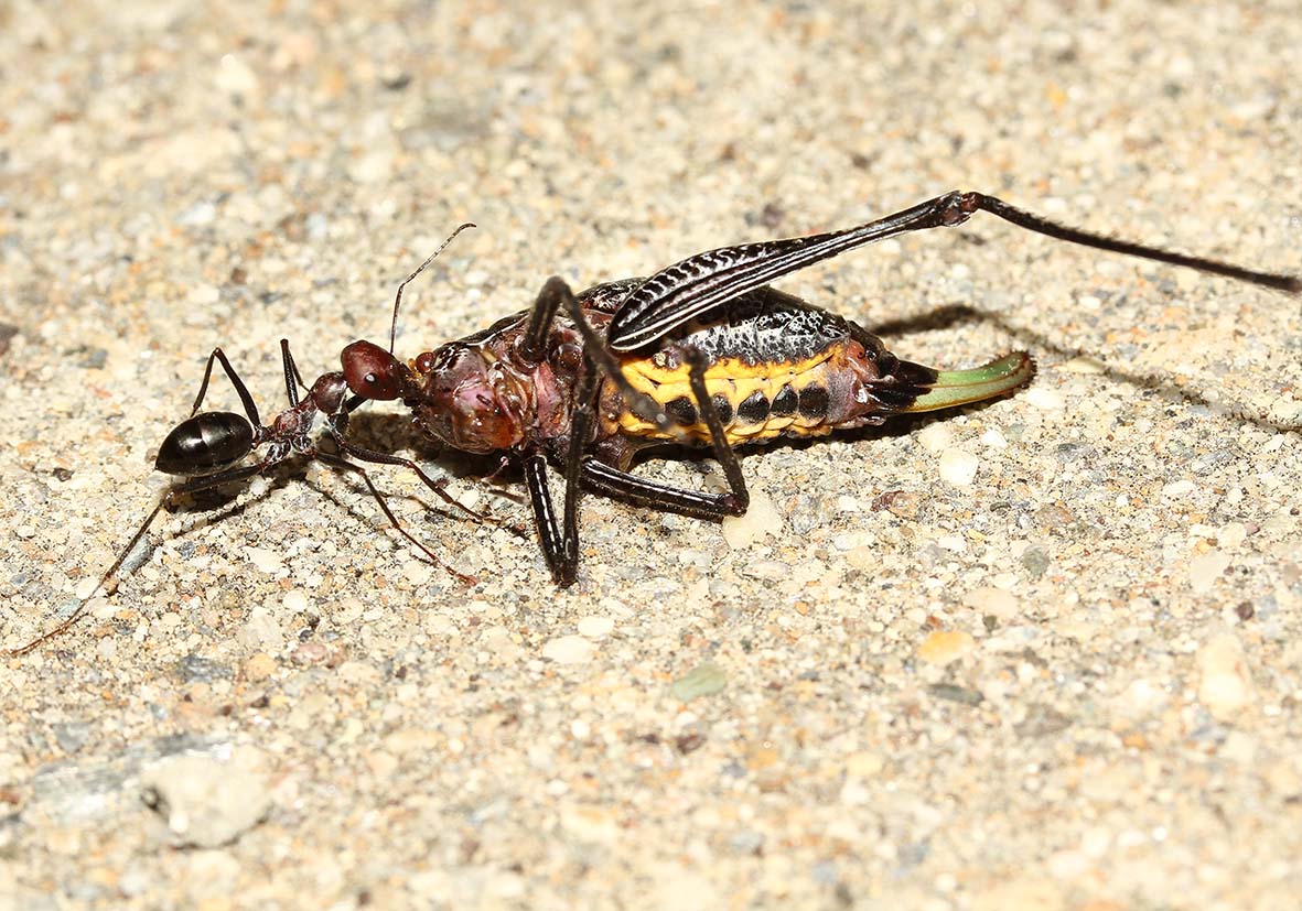 Cataglyphis nodus - Samos - Formicidae - Ameisen - Ants