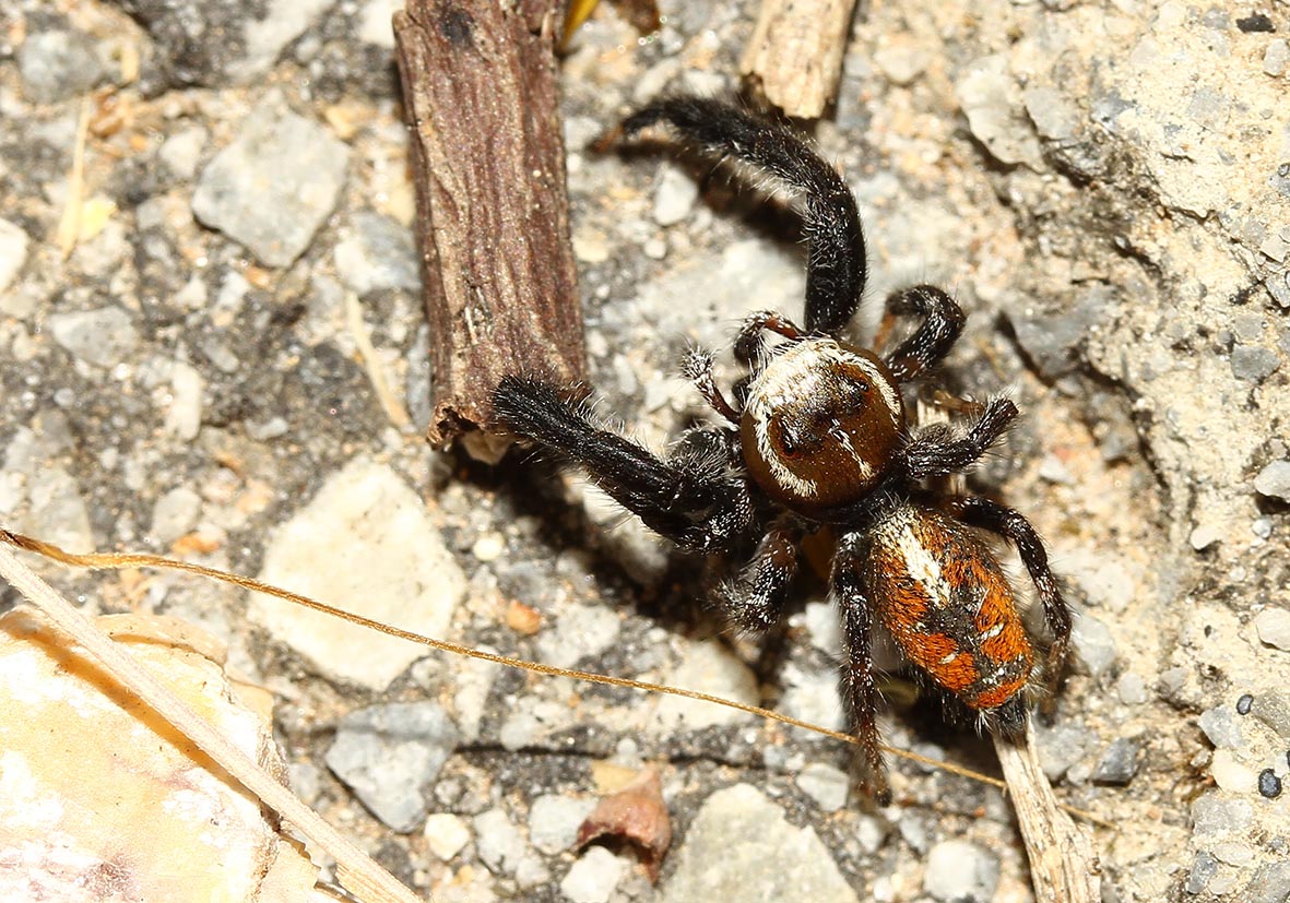 Thyene imperialis - Fam. Salticidae - Samos - Araneae - Webspinnen - orb-weaver spiders Thyene imperialis - Fam. Salticidae - Samos - Araneae - Webspinnen - orb-weaver spiders