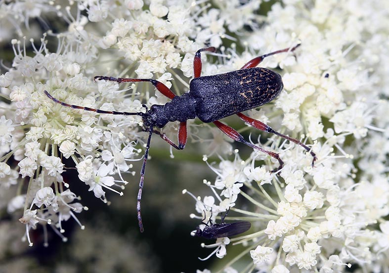 Evodinus clathratus - Fleckenbock - UFam. Lepturinae - Cerambycidae - Bockkäfer - long-horned beetles Evodinus clathratus - Fleckenbock - UFam. Lepturinae - Cerambycidae - Bockkäfer - long-horned beetles