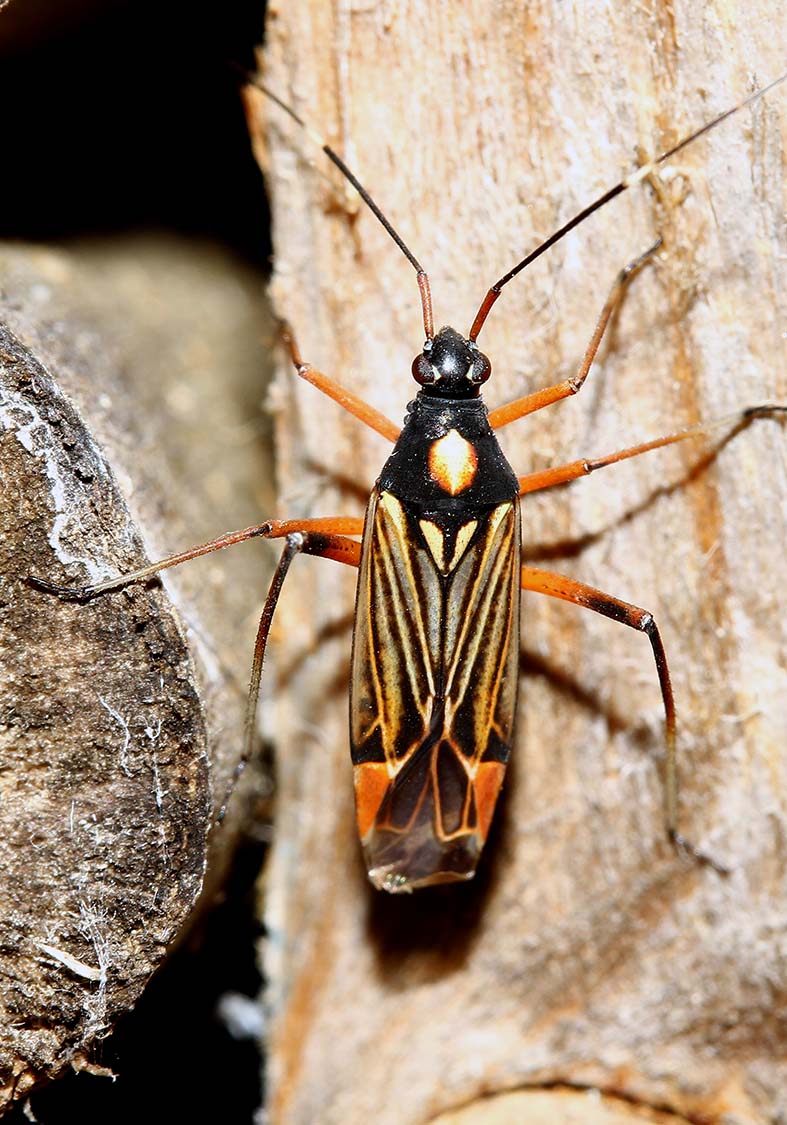 Miris striatus- Prachtwanze - Fam. Miridae (Blindwanzen) - Heteroptera - Wanzen - true bugs Miris striatus- Prachtwanze - Fam. Miridae (Blindwanzen) - Heteroptera - Wanzen - true bugs