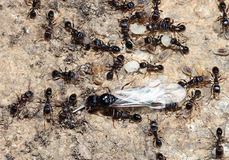 Tetramonium sp. - Rasenameise - - Formicidae - Ameisen - ants Tetramonium sp. - Rasenameise - - Formicidae - Ameisen - ants