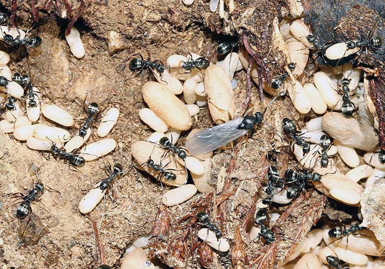 Formica-fusca - Schwarze-Sklavenameise - - Formicidae - Ameisen - ants Formica-fusca - Schwarze-Sklavenameise - - Formicidae - Ameisen - ants