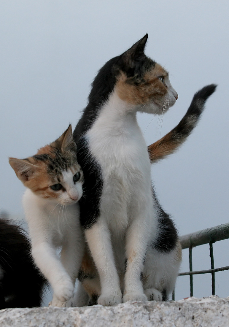 Griechische Katzen - Milos - Haustiere - domestic animals Griechische Katzen - Milos - Haustiere - domestic animals