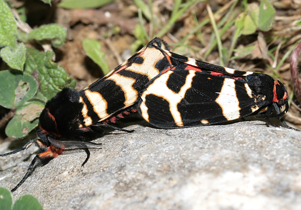 Arctia festiva - Englischer Bär - Fam. Erebidae/Arctiinae - Naxos - Nachtfalter - moths Arctia festiva - Englischer Bär - Fam. Erebidae/Arctiinae - Naxos - Nachtfalter - moths