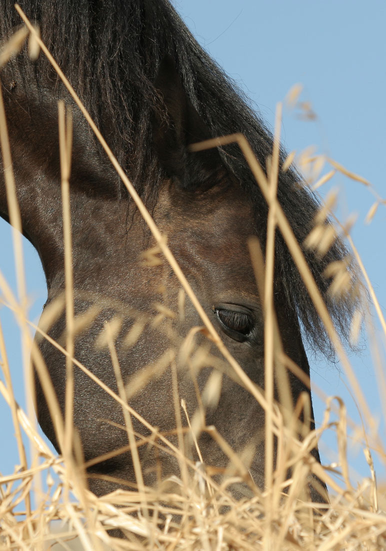 Pferd auf Kimolos - - Haustiere - domestic animals Pferd auf Kimolos - - Haustiere - domestic animals