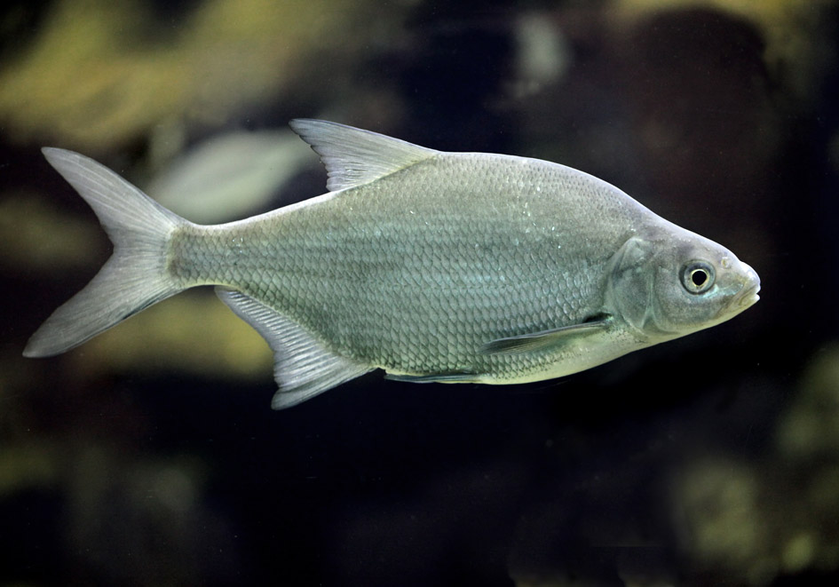 Abramis brama - Brachse - Alpenzoo - Cypriniformes - Karpfenartige Abramis brama - Brachse - Alpenzoo - Cypriniformes - Karpfenartige