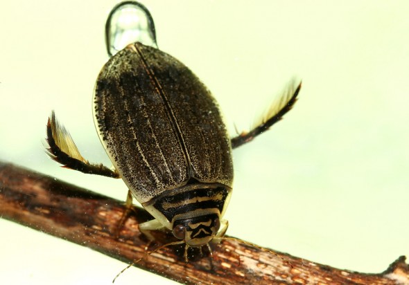 Acilius sulcatus - Furchenschwimmkäfer - - Dytiscidae - Schwimmkäfer - water beetles Acilius sulcatus - Furchenschwimmkäfer - - Dytiscidae - Schwimmkäfer - water beetles