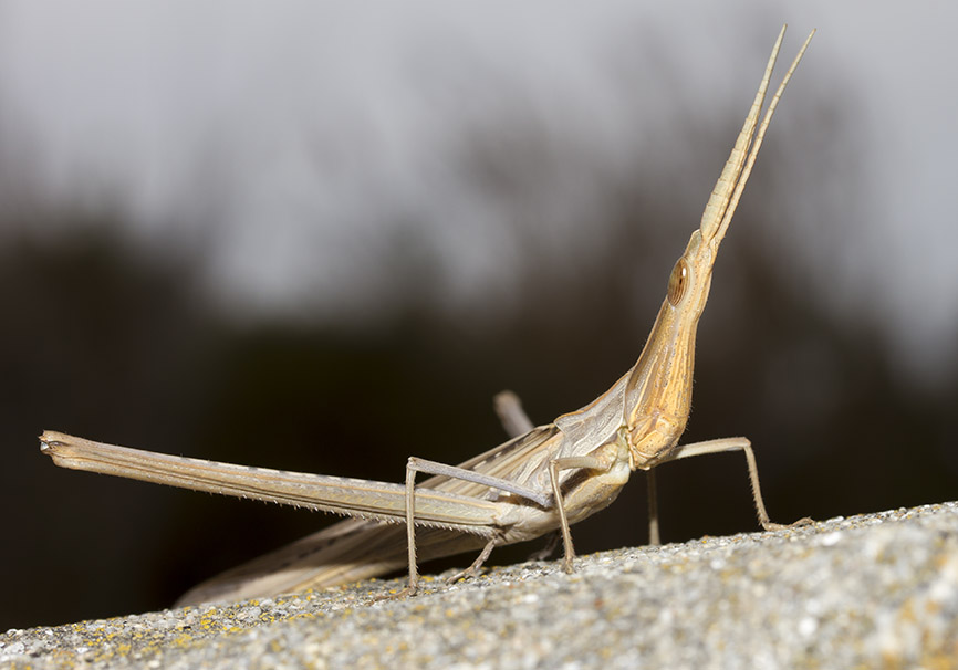 Acrida ungarica - Nasenschrecke - Fam. Acrididae/Acridinae - Naxos - Caelifera - Kurzfühlerschrecken - grasshoppers Acrida ungarica - Nasenschrecke - Fam. Acrididae/Acridinae - Naxos - Caelifera - Kurzfühlerschrecken - grasshoppers