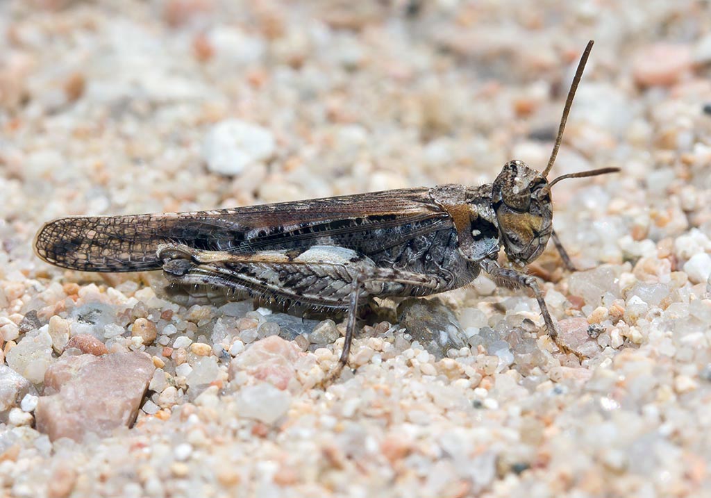 Acrotylus insubricus - Fam. Acrididae/Oedipodinae - Sardinien - Caelifera - Kurzfühlerschrecken - grasshoppers Acrotylus insubricus - Fam. Acrididae/Oedipodinae - Sardinien - Caelifera - Kurzfühlerschrecken - grasshoppers