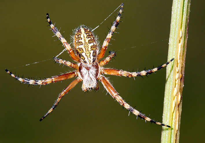 Aculepeira ceropegia  - Eichenblatt-Radspinne - Fam. Araneidae - Radnetzspinnen - Araneae - Webspinnen - orb-weaver spiders