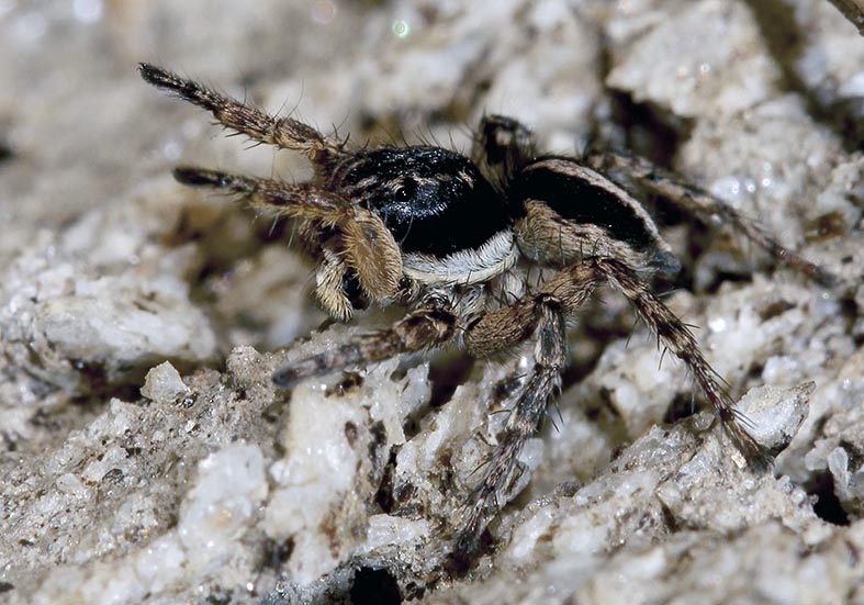 Aelurillus v-insignitus - Fam. Salticidae - Springspinnen - Araneae - Webspinnen - orb-weaver spiders Aelurillus v-insignitus - Fam. Salticidae - Springspinnen - Araneae - Webspinnen - orb-weaver spiders