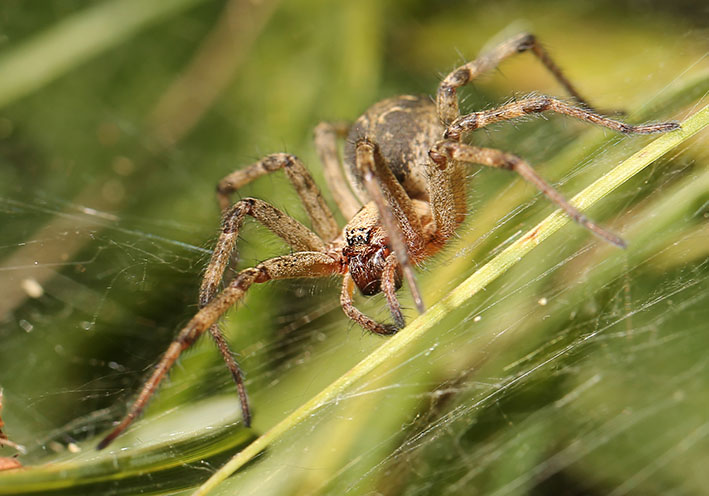 Agelena labyrinthica - Labyrinthspinne - Fam. Agelenidae - Trichternetz-Spinnen - Araneae - Webspinnen - orb-weaver spiders