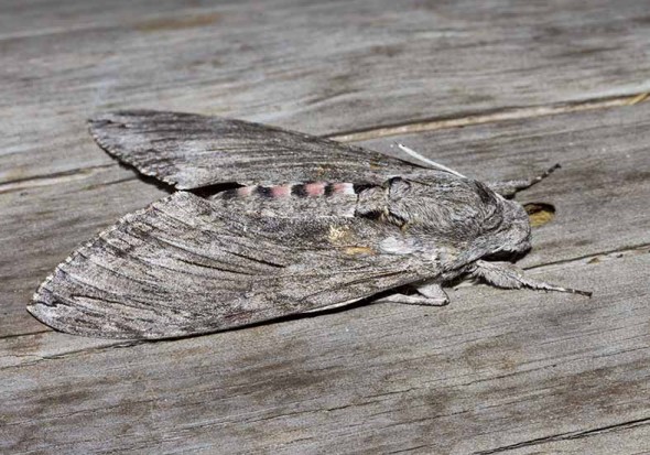Agrius convolvuli - Windenschwärmer -  - Sphingidae - Schwärmer - hawk moths