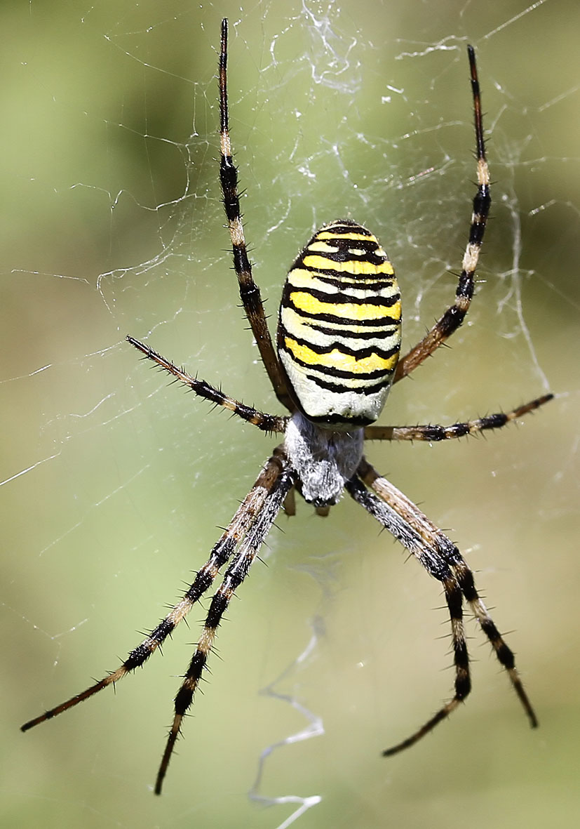 Argiope bruennichi - Wespenspinne, Zebraspinne - Fam. Araneidae - Radnetzspinnen - Araneae - Webspinnen - orb-weaver spiders Argiope bruennichi - Wespenspinne, Zebraspinne - Fam. Araneidae - Radnetzspinnen - Araneae - Webspinnen - orb-weaver spiders