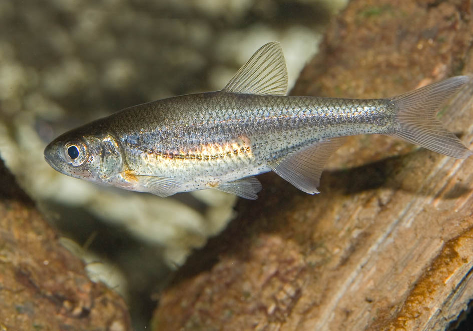 Alburnoides bipunctatus - Schneider - Alpenzoo - Cypriniformes - Karpfenartige Alburnoides bipunctatus - Schneider - Alpenzoo - Cypriniformes - Karpfenartige