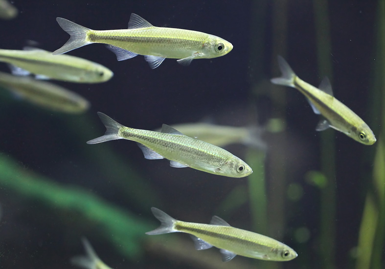 Alburnus albidus Alborella - - Cypriniformes - Karpfenartige Alburnus albidus Alborella - - Cypriniformes - Karpfenartige