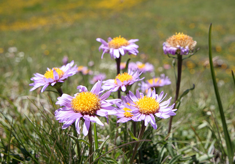 Aster alpinus - Alpen-Aster - Fam. Asteraceae - Alpine Rasen - alpine grassland Aster alpinus - Alpen-Aster - Fam. Asteraceae - Alpine Rasen - alpine grassland