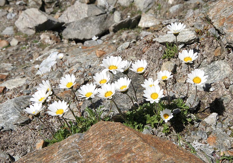Leucanthemopsis alpina - Alpen-Margerite (Kristallin) - Asteraceae - Felsschutt - gravel Leucanthemopsis alpina - Alpen-Margerite (Kristallin) - Asteraceae - Felsschutt - gravel