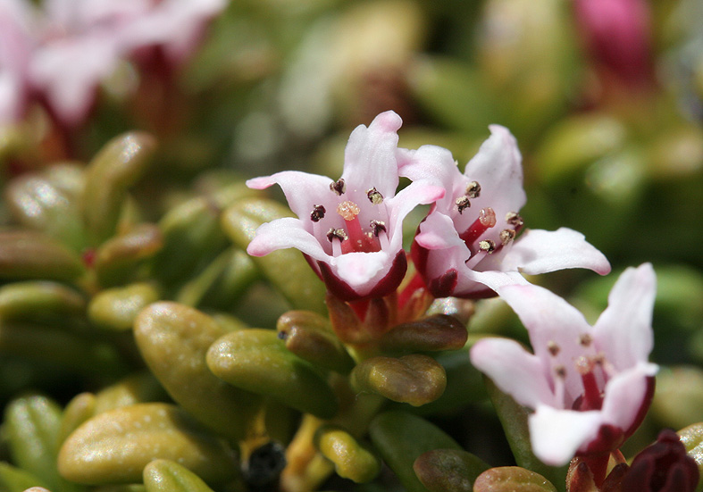 Loiseleuria procumbens - Alpenazalee - Fam. Ericaceae - Zwergstrauchheide - dwarf-shrub Loiseleuria procumbens - Alpenazalee - Fam. Ericaceae - Zwergstrauchheide - dwarf-shrub