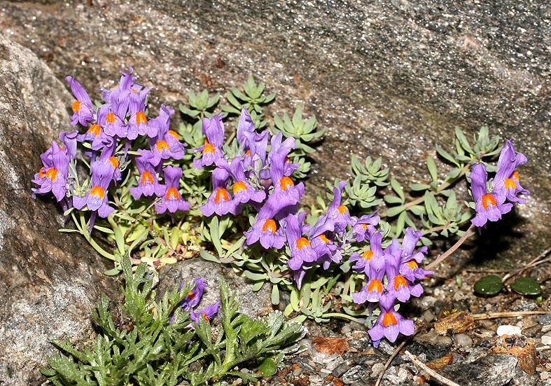Linaria alpina - Alpen-Leinkraut - Scrophulariaceae - Felsschutt - gravel Linaria alpina - Alpen-Leinkraut - Scrophulariaceae - Felsschutt - gravel