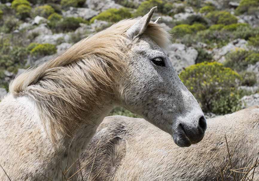 Amorgos - - Haustiere - domestic animals Amorgos - - Haustiere - domestic animals