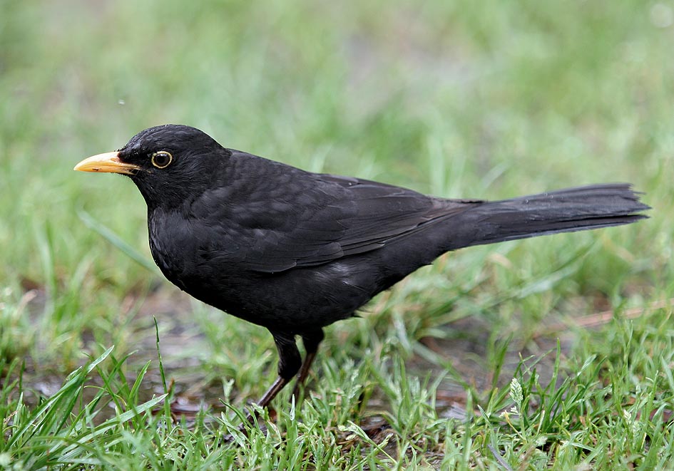 Turdus merula - Amsel - - Passeres - Singvögel - songbirds Turdus merula - Amsel - - Passeres - Singvögel - songbirds