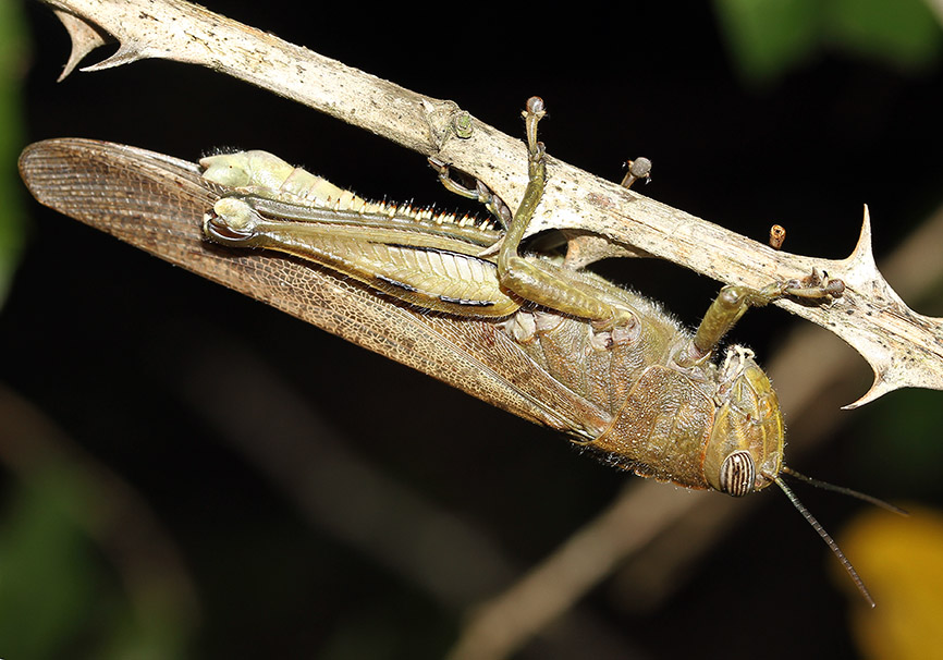 Anacridium aegypticum - Ägyptische Wanderheuschrecke - Fam. Acrididae/Cyrtacanthacridinae - Toscana - Caelifera - Kurzfühlerschrecken - grasshoppers Anacridium aegypticum - Ägyptische Wanderheuschrecke - Fam. Acrididae/Cyrtacanthacridinae - Toscana - Caelifera - Kurzfühlerschrecken - grasshoppers