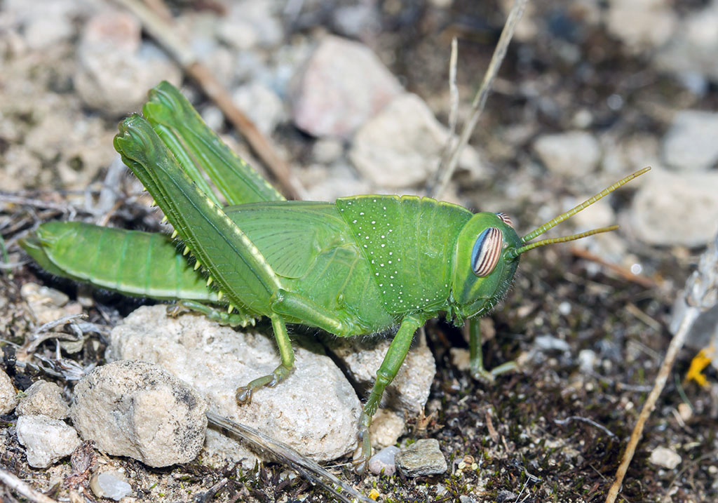 Anacridium aegypticum - Ägyptische Wanderheuschrecke - Larve - Fam. Acrididae/Cyrtacanthacridinae - Sardinien - Caelifera - Kurzfühlerschrecken - grasshoppers Anacridium aegypticum - Ägyptische Wanderheuschrecke - Larve - Fam. Acrididae/Cyrtacanthacridinae - Sardinien - Caelifera - Kurzfühlerschrecken - grasshoppers