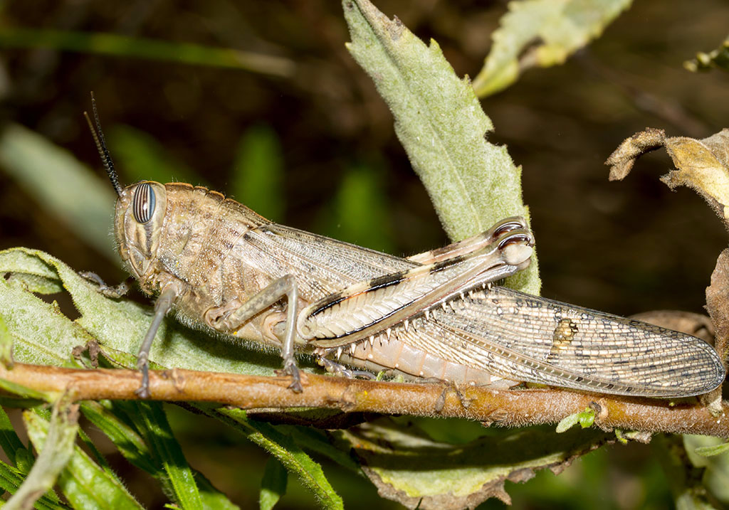 Anacridium aegypticum - Ägyptische Wanderheuschrecke - Fam. Acrididae/Cyrtacanthacridinae - Sardinien - Caelifera - Kurzfühlerschrecken - grasshoppers Anacridium aegypticum - Ägyptische Wanderheuschrecke - Fam. Acrididae/Cyrtacanthacridinae - Sardinien - Caelifera - Kurzfühlerschrecken - grasshoppers