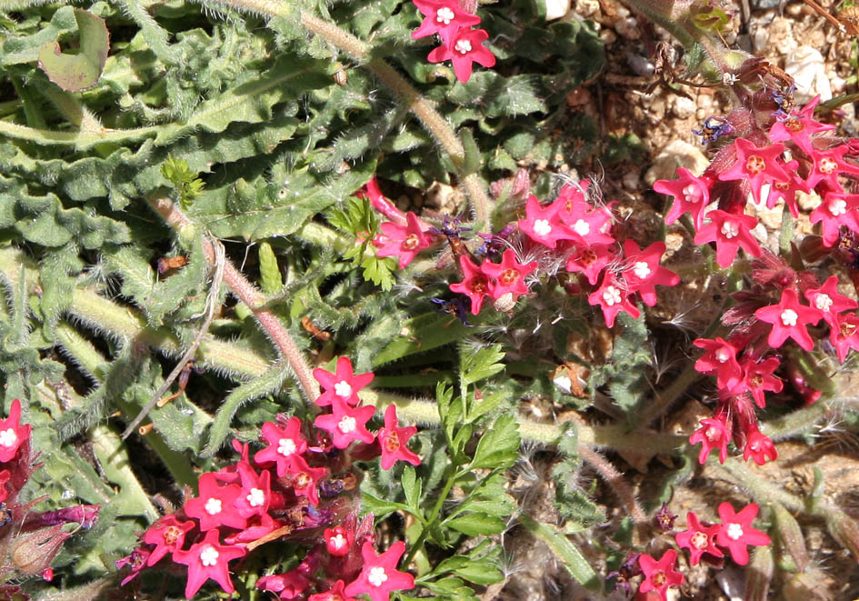Anchusa undulata hybrida -Hybrid-Ochsenzunge -  - Ruderal vegetation