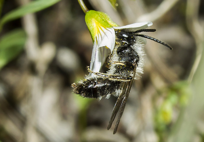 Andrena bicolor - Zweifarbige Sandbiene - - Apiformes - Andrenidae - Bienen - bees Andrena bicolor - Zweifarbige Sandbiene - - Apiformes - Andrenidae - Bienen - bees
