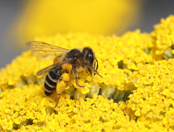 Andrena flavipes - Gemeine Sandbiene - Weibchen - female - Apiformes - Andrenidae - Bienen - bees Andrena flavipes - Gemeine Sandbiene - Weibchen - female - Apiformes - Andrenidae - Bienen - bees