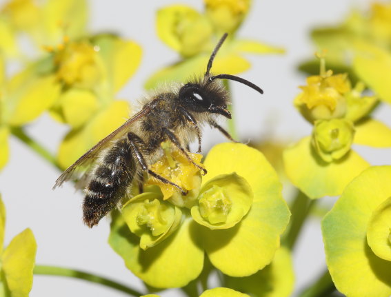 Andrena flavipes - Gemeine Sandbiene - Männchen - male - Apiformes - Andrenidae - Bienen - bees Andrena flavipes - Gemeine Sandbiene - Männchen - male - Apiformes - Andrenidae - Bienen - bees