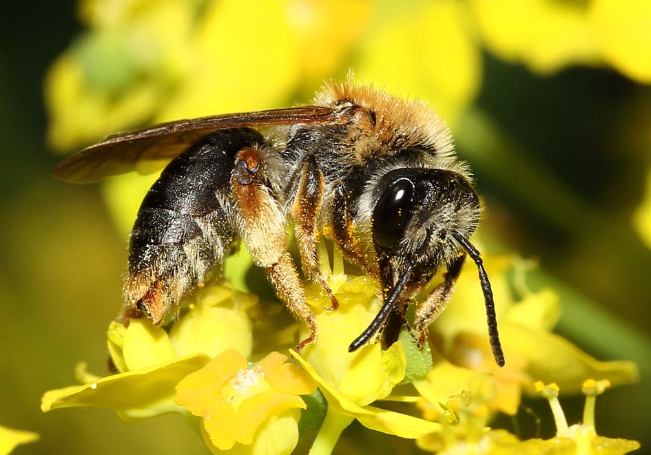 Andrena haemorrhoa - Rotschopfige Sandbiene - - Apiformes - Andrenidae - Bienen - bees Andrena haemorrhoa - Rotschopfige Sandbiene - - Apiformes - Andrenidae - Bienen - bees