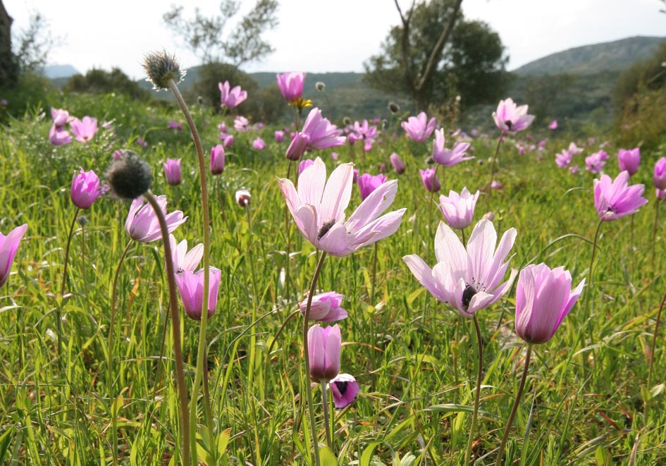 Anemone coronaria - Kronen-Anemone - crown anemone - - Gras- und Felsfluren - grassy and rocky terrains Anemone coronaria - Kronen-Anemone - crown anemone - - Gras- und Felsfluren - grassy and rocky terrains