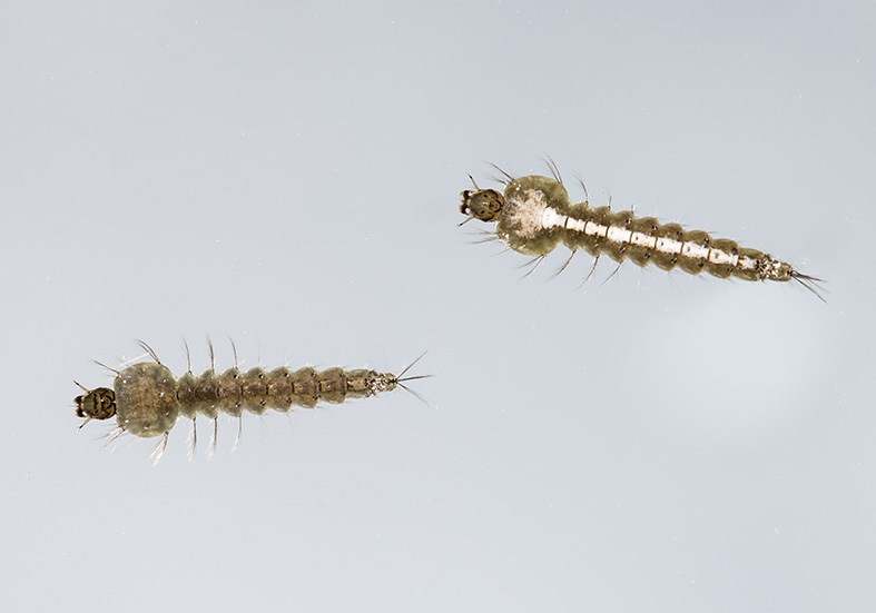 Malariamücken-Larven Anopheles cf. maculipennis - larvae - Fam. Culicidae - Stechmücken - Nematocera - Mücken - midges Malariamücken-Larven Anopheles cf. maculipennis - larvae - Fam. Culicidae - Stechmücken - Nematocera - Mücken - midges