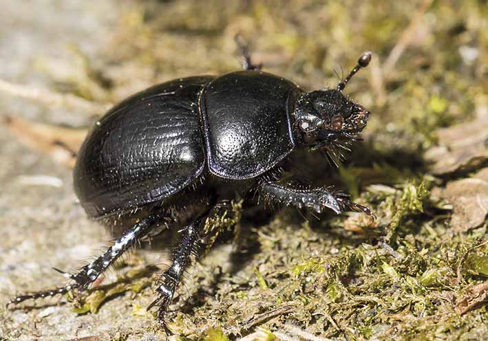 Anoplotrupes stercorosus - Waldmistkäfer - Fam. Geotrupidae - Scarabaeoidea - Blatthornkäfer - scarab beetles Anoplotrupes stercorosus - Waldmistkäfer - Fam. Geotrupidae - Scarabaeoidea - Blatthornkäfer - scarab beetles