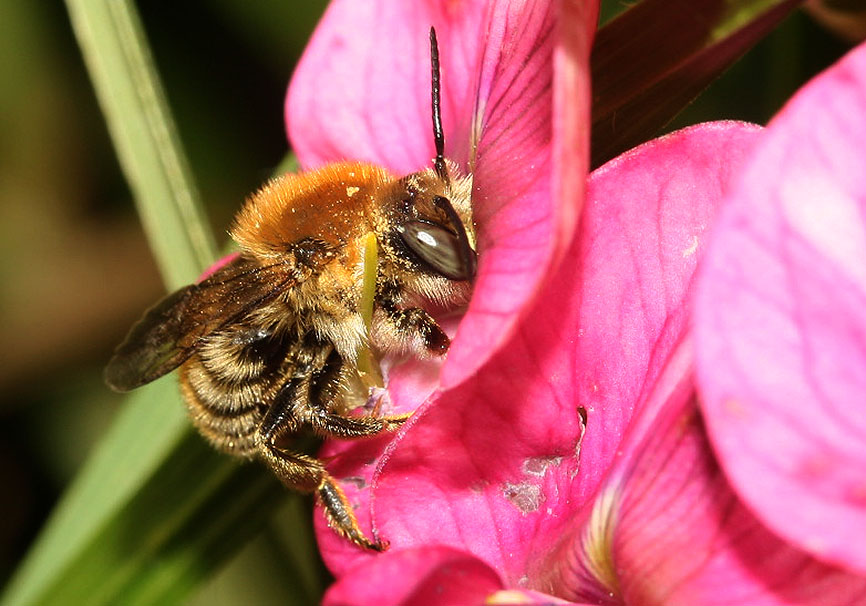 Anthidium byssinum - Wollbiene - - Apidae - Megachilinae - Bienen - bees Anthidium byssinum - Wollbiene - - Apidae - Megachilinae - Bienen - bees