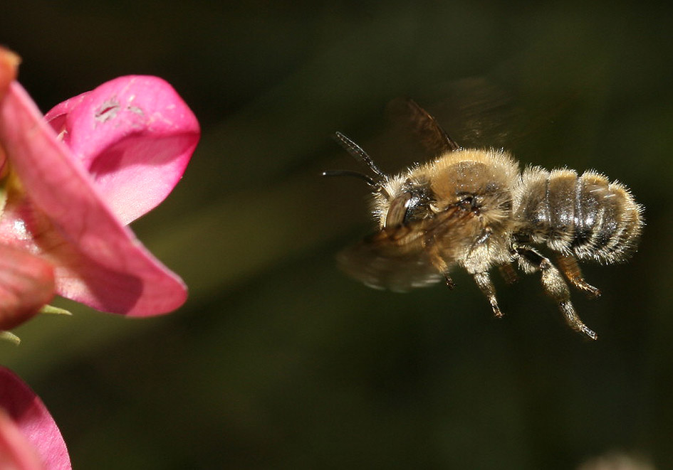 Anthidium byssinum - Wollbiene - - Apidae - Megachilinae - Bienen - bees Anthidium byssinum - Wollbiene - - Apidae - Megachilinae - Bienen - bees