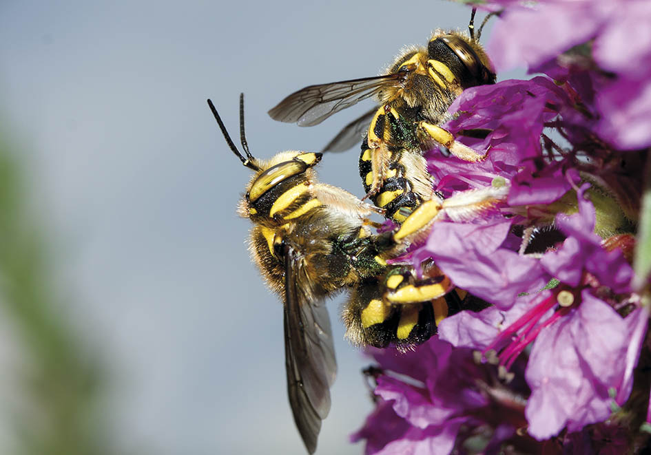 Anthidium florentinum - Wollbiene - Kopula - Apidae - Megachilinae - Bienen - bees Anthidium florentinum - Wollbiene - Kopula - Apidae - Megachilinae - Bienen - bees