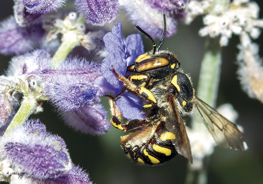Anthidium florentinum - Wollbiene - Perovskia abrotanoides - Apidae - Megachilinae - Bienen - bees Anthidium florentinum - Wollbiene - Perovskia abrotanoides - Apidae - Megachilinae - Bienen - bees