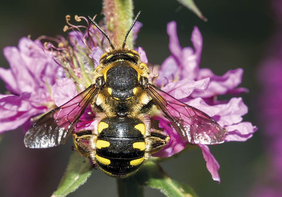 Anthidium florentinum - (male) - Wollbiene - Lythrum sp - Apidae - Megachilinae - Bienen - bees Anthidium florentinum - (male) - Wollbiene - Lythrum sp - Apidae - Megachilinae - Bienen - bees