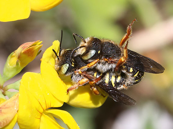 Anthidium oblongatum - Spalten-Wollbiene - - Apiformes - Megachilidae - Bienen - bees Anthidium oblongatum - Spalten-Wollbiene - - Apiformes - Megachilidae - Bienen - bees