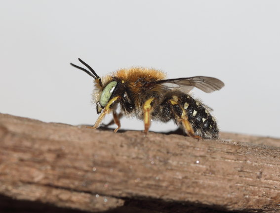 Anthidium punctatum - Weißfleckige Wollbiene - - Apiformes - Megachilidae - Bienen - bees Anthidium punctatum - Weißfleckige Wollbiene - - Apiformes - Megachilidae - Bienen - bees