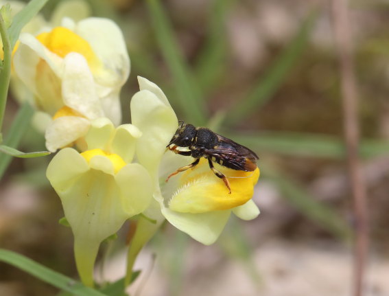 Anthidium strigatum - Kleine Harzbiene - - Apiformes - Megachilidae - Bienen - bees Anthidium strigatum - Kleine Harzbiene - - Apiformes - Megachilidae - Bienen - bees