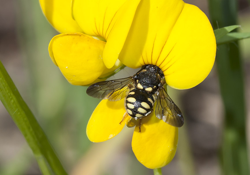 Anthidium strigatum – Harzbiene - - Apidae - Megachilinae - Bienen - bees Anthidium strigatum – Harzbiene - - Apidae - Megachilinae - Bienen - bees